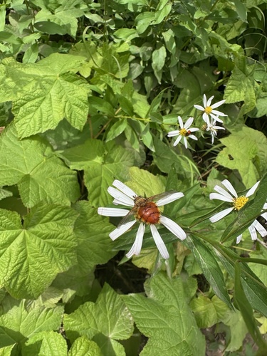 Unknown species found near Grand Teton National Park, Moran, WY, US