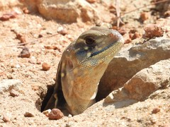 Leiolepis belliana