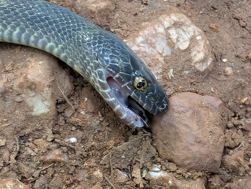 Olive House Snake
