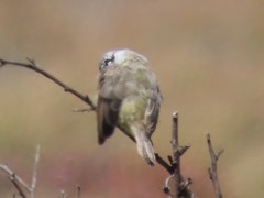 Anthoscopus minutus gigi