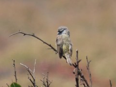 Anthoscopus minutus gigi