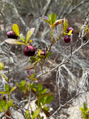 Kadua romanzoffiensis observed 2025-09-16