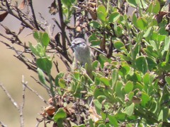 Anthoscopus minutus gigi