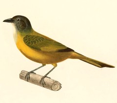 White-Shouldered Tanager photo 5