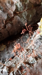 Quaternaria quaternata