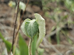 Abutilon auritum