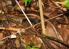 Zonosaurus madagascariensis