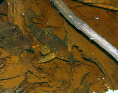 Callichthyinae
