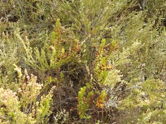 Erica rubiginosa