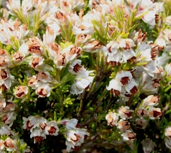 Erica viscidiflora