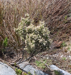 Erica viscidiflora
