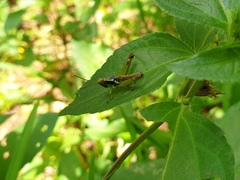 Pirithoicus ophthalmicus