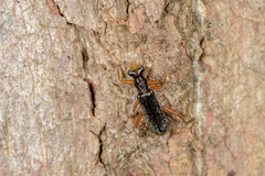 Lemidia subaenea