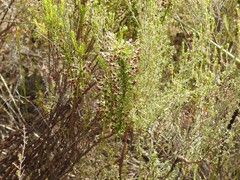 Erica rubiginosa
