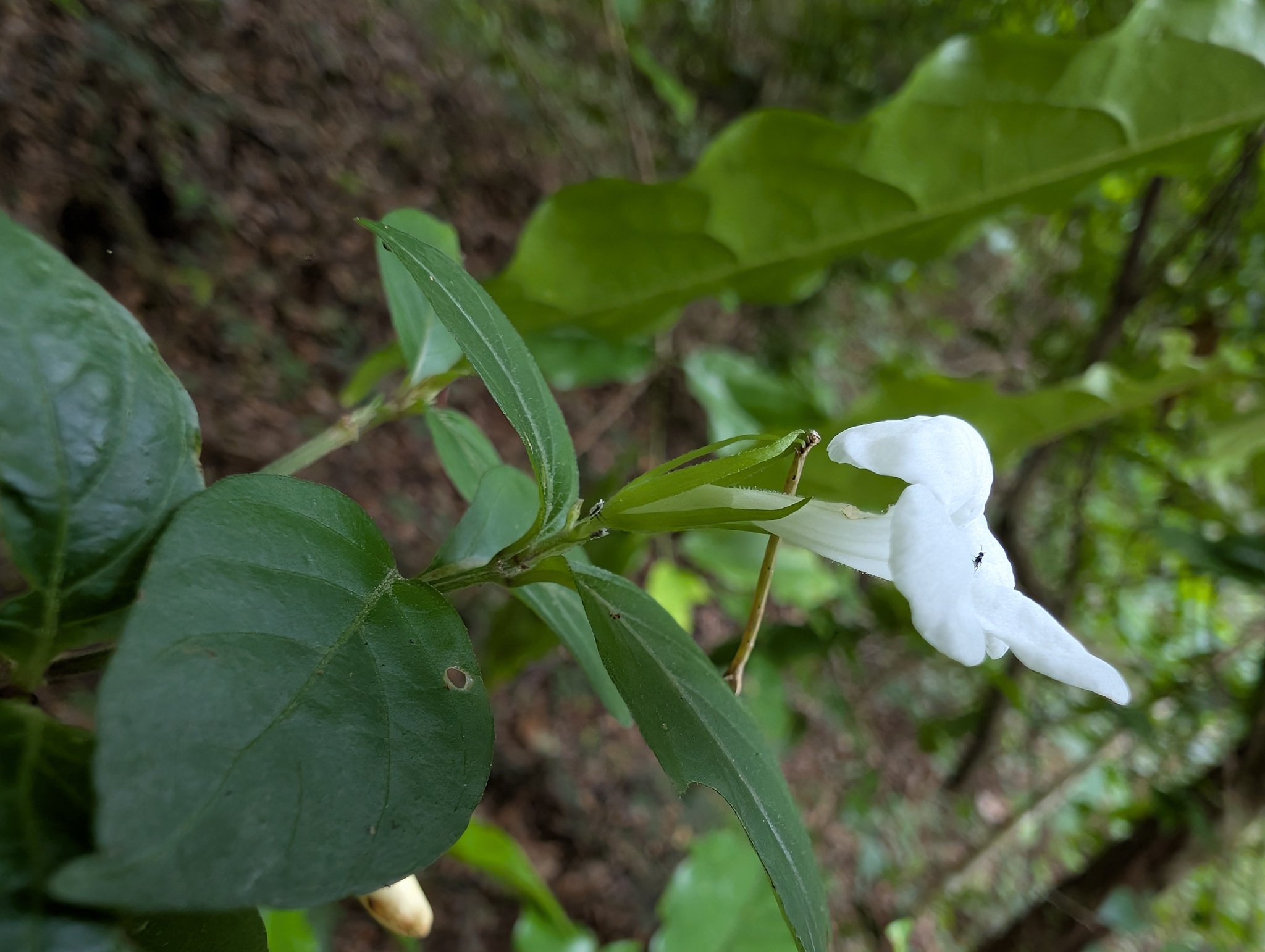 Asystasia buettneri
