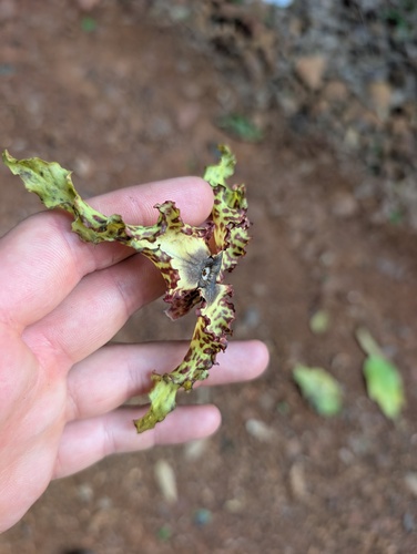 Monodora tenuifolia