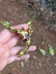 Monodora tenuifolia