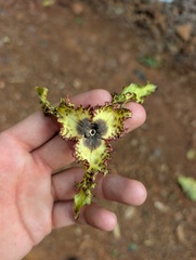 Monodora tenuifolia, photograph (c) Zac Peterson, some rights reserved (CC BY)