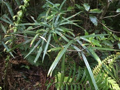 Nestegis cunninghamii