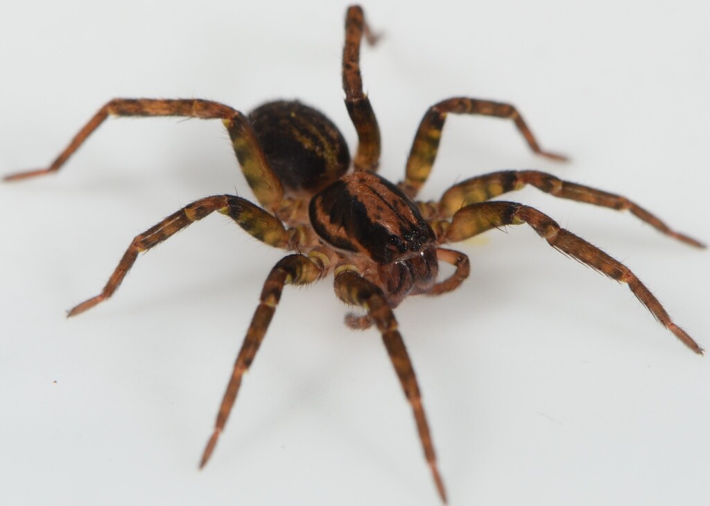 Griswold's false wolf spiders