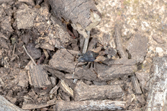 Euander lacertosus