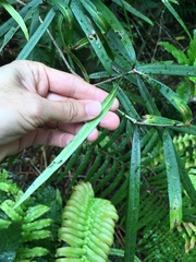 Nestegis cunninghamii