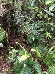 Nestegis cunninghamii