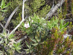 Lobostemon curvifolius