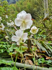 Eriocapitella vitifolia