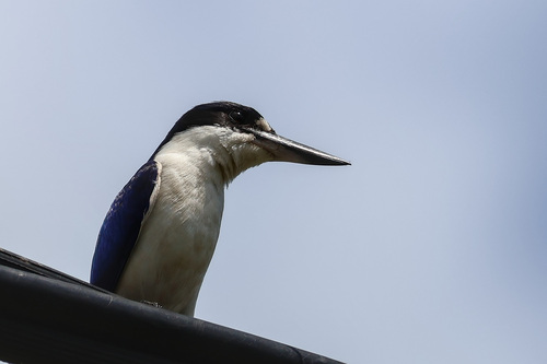 Top End Forest Kingfisher