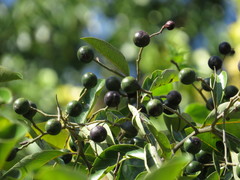 Cryptocarya hypospodia