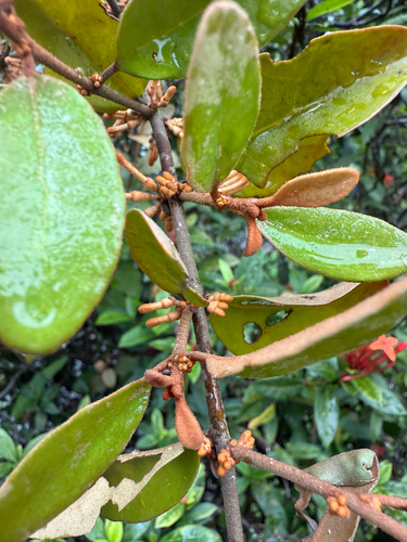 Scurrula ferruginea observed 2025-09-17