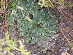 Lichtensteinia latifolia