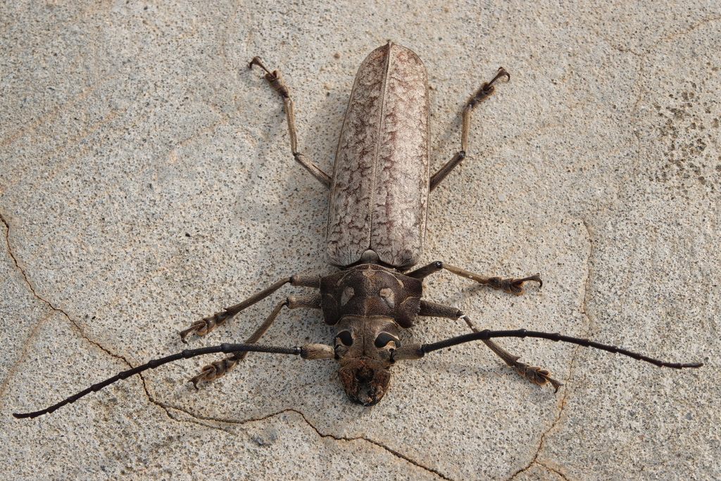 Callomegas