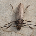 Callipogon sericeus - Photo (c) mcdunn, some rights reserved (CC BY-NC), uploaded by mcdunn