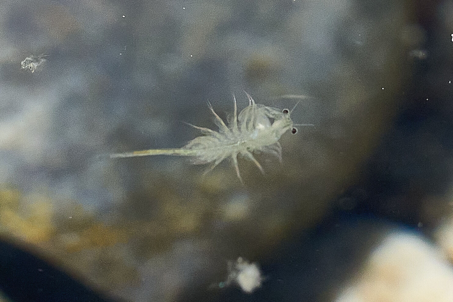 Artemia monica Verrill, 1869