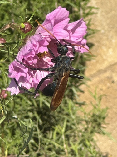 Milde's Tarantula-hawk Wasp photo 4