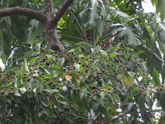 Cryptocarya hypospodia