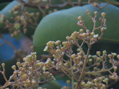 Cryptocarya hypospodia