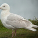 Seward Gull - Photo (c) Ian Cruickshank, some rights reserved (CC BY-NC), uploaded by Ian Cruickshank