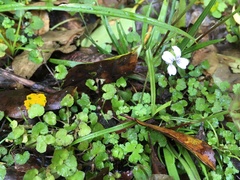 Viola filicaulis