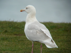 Larus glaucescens × hyperboreus