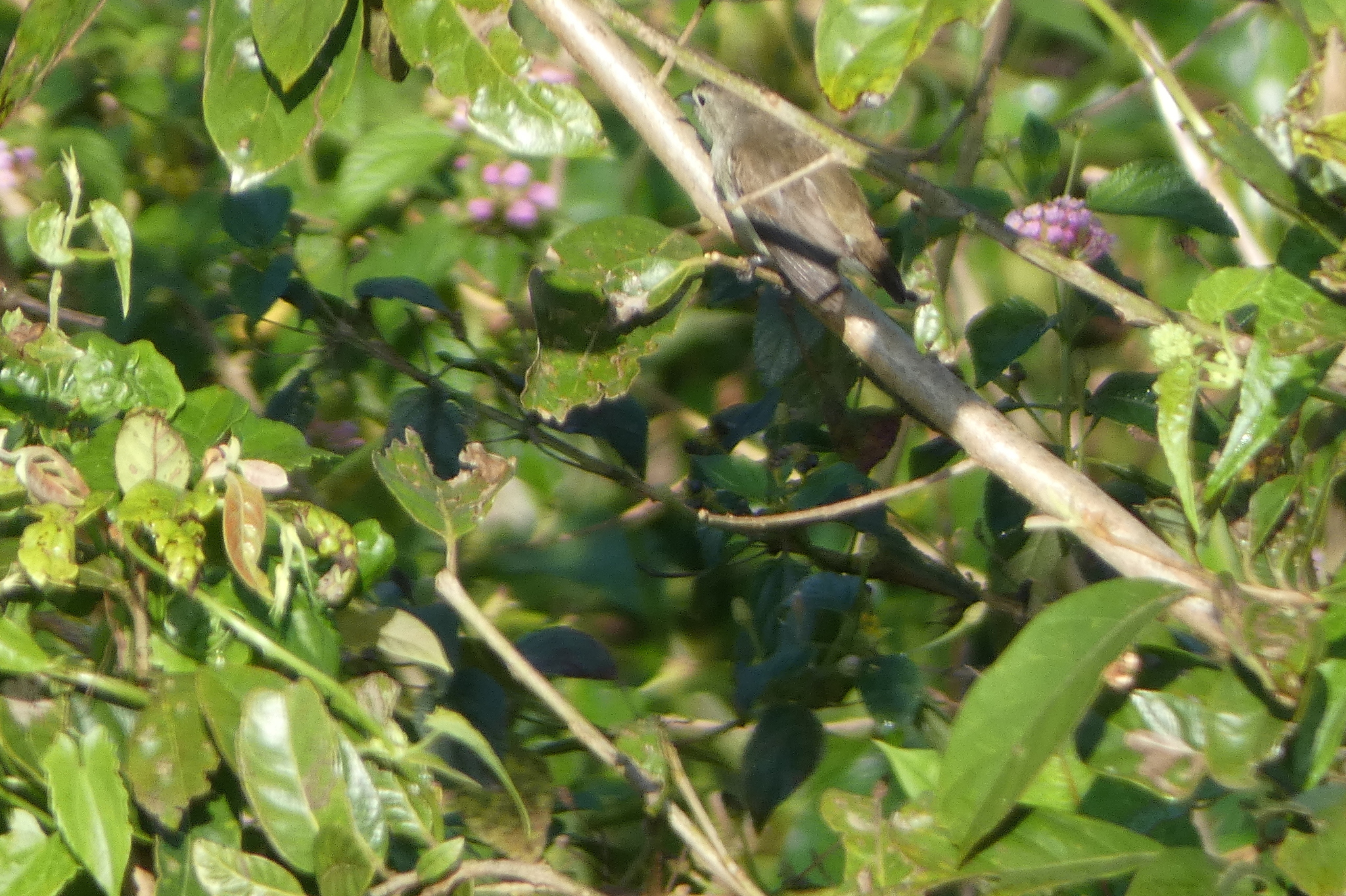 Nilgiri Flowerpecker (Dicaeum concolor), photo 7