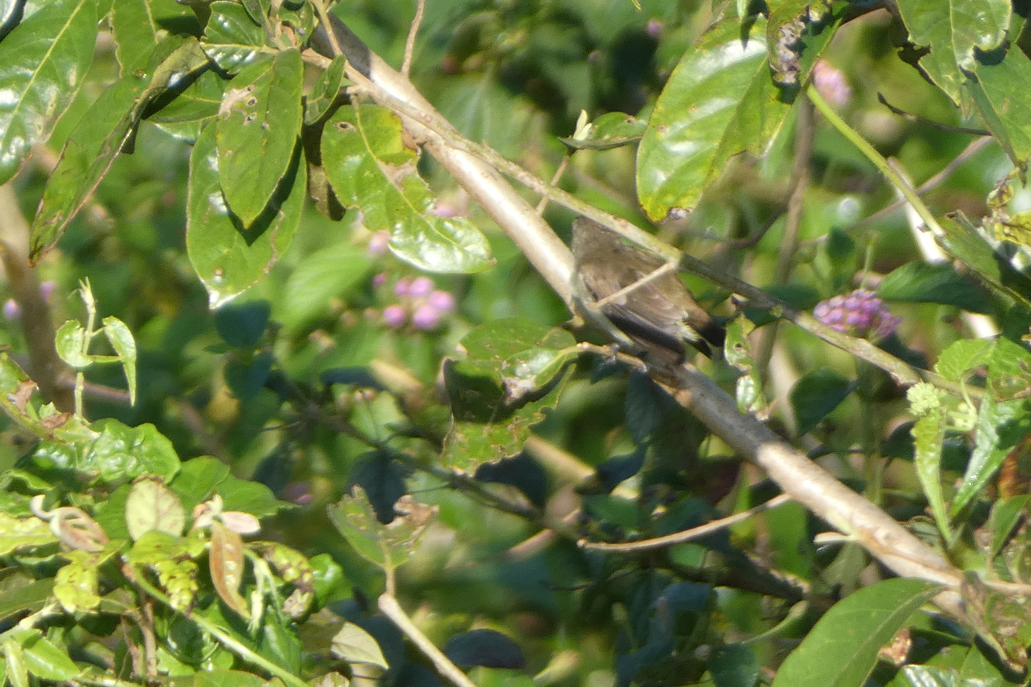 Nilgiri Flowerpecker (Dicaeum concolor), photo 8