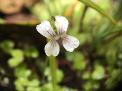 Viola filicaulis