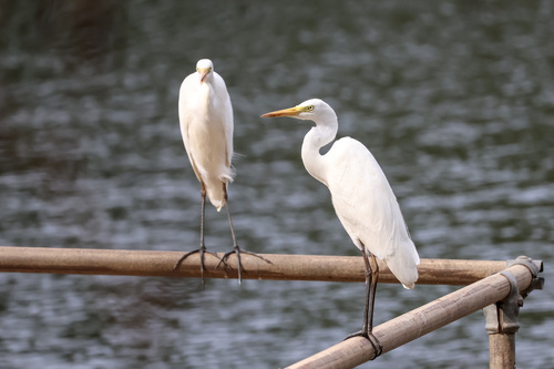 Plumed Egret