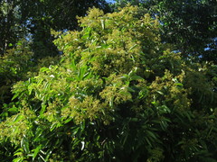 Cryptocarya hypospodia