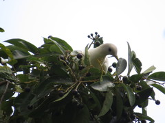 Cryptocarya hypospodia