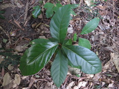 Cryptocarya hypospodia