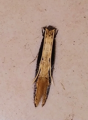 Pyloetis mimosae